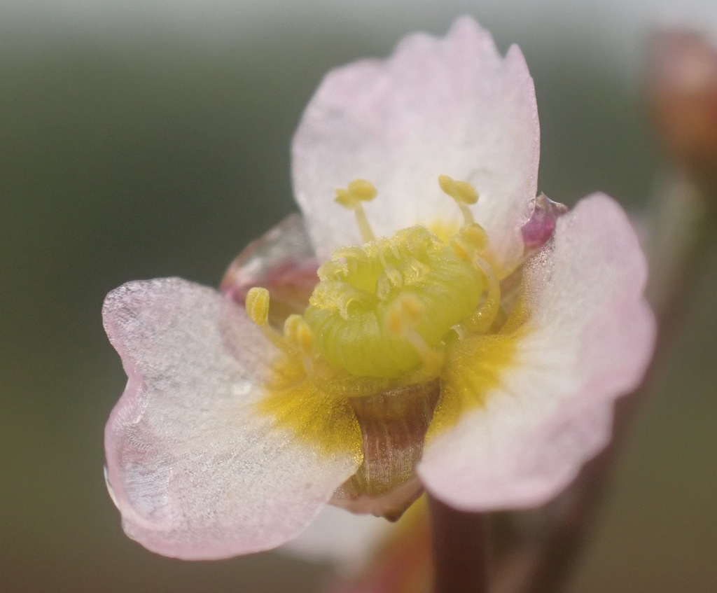 Alisma gramineum (Grass alisma), native California herb