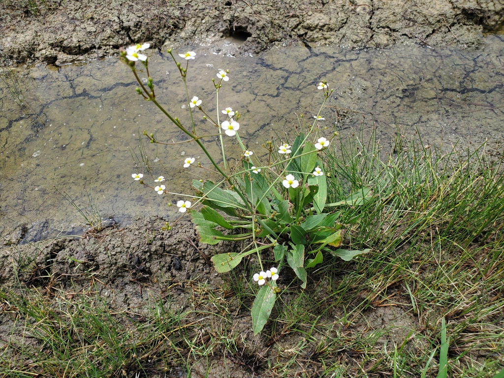 Alisma lanceolatum (Lanceleaf water plantain), non-native California herb