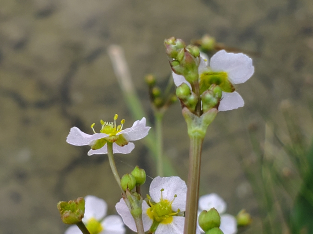 Alisma sp. (Water-plantain), non-native California perennial