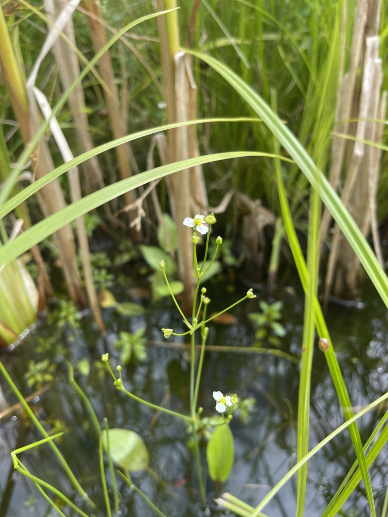 Alisma triviale (Northern water plantain), native California herb