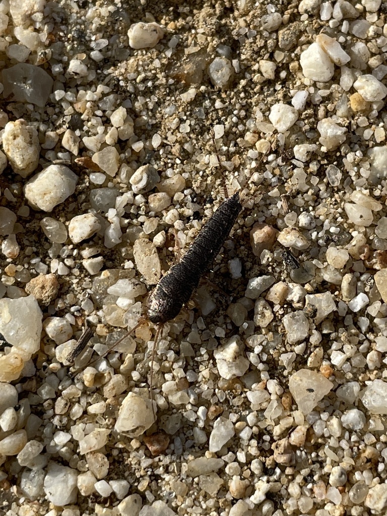 Allacrotelsa spinulata, California species