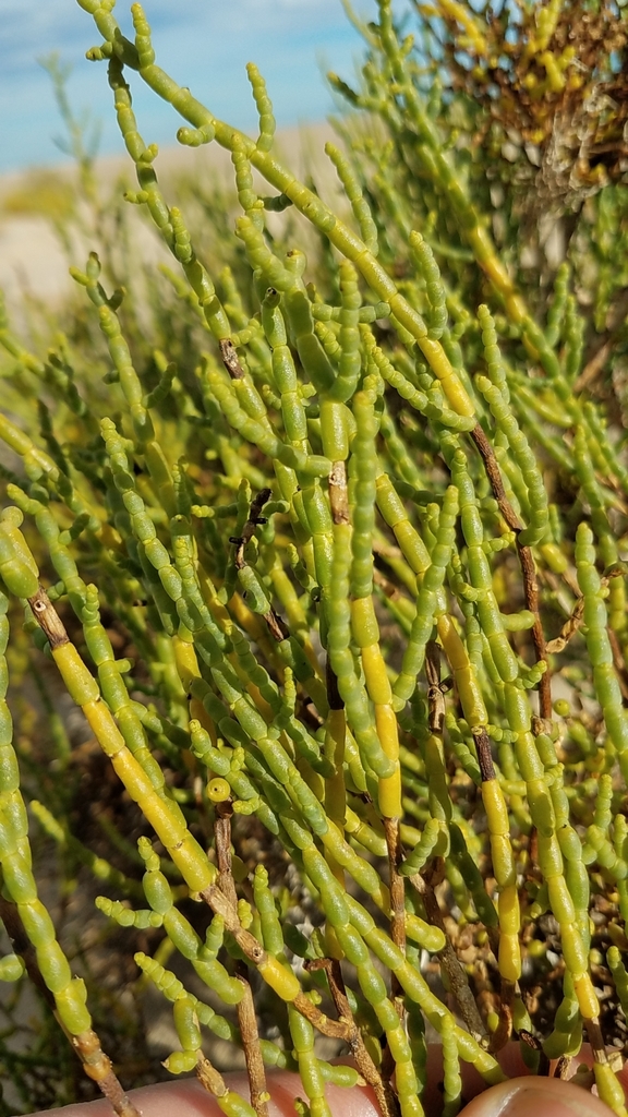 Allenrolfea sp. (Iodine bush), non-native California annual