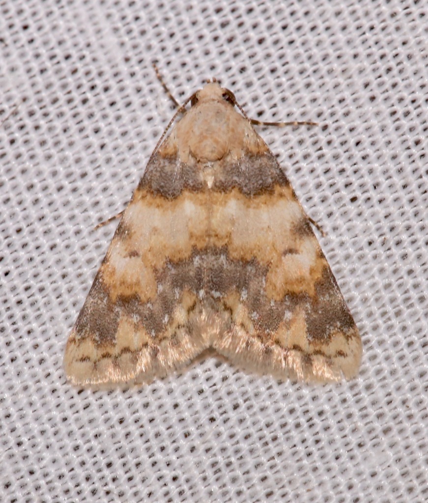 Allerastria albiciliatus. (White-fringed Allerastria), California species