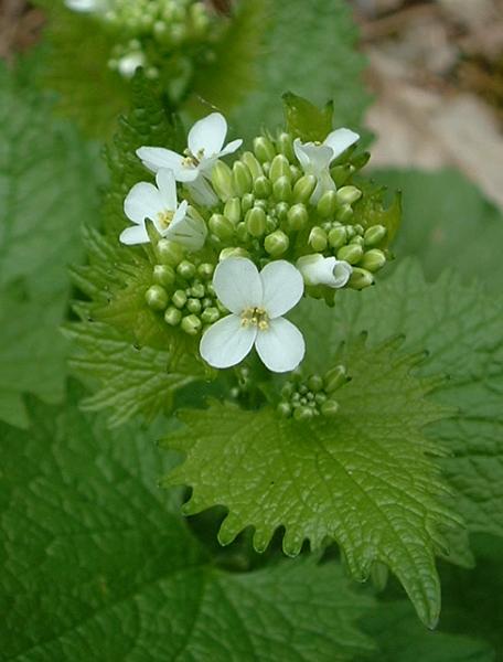 Alliaria petiolata (garlic mustard, hedge garlic, Jack-by-the-edge), California herb