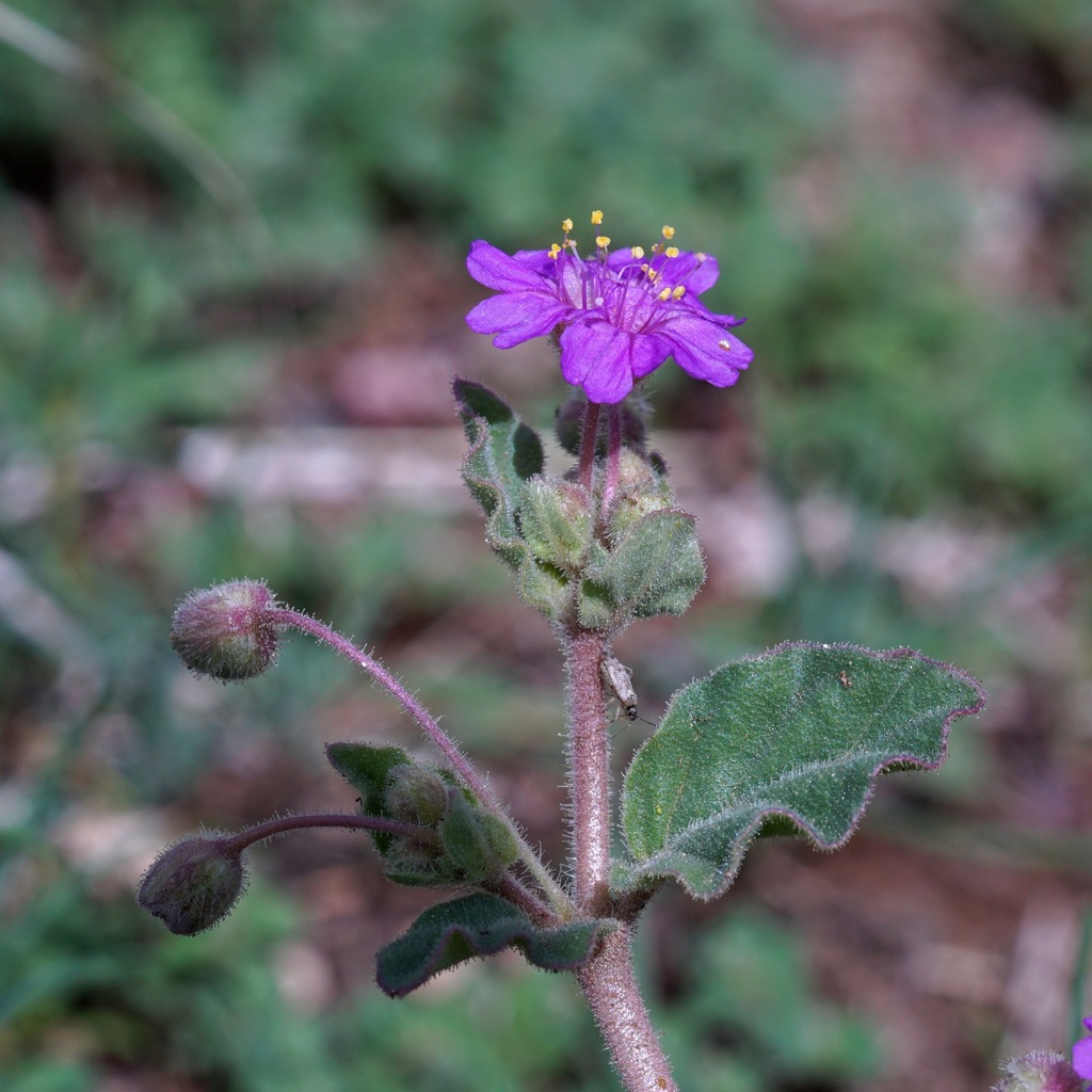 Allionia incarnata var. villosa (Trailing windmills), native California herb