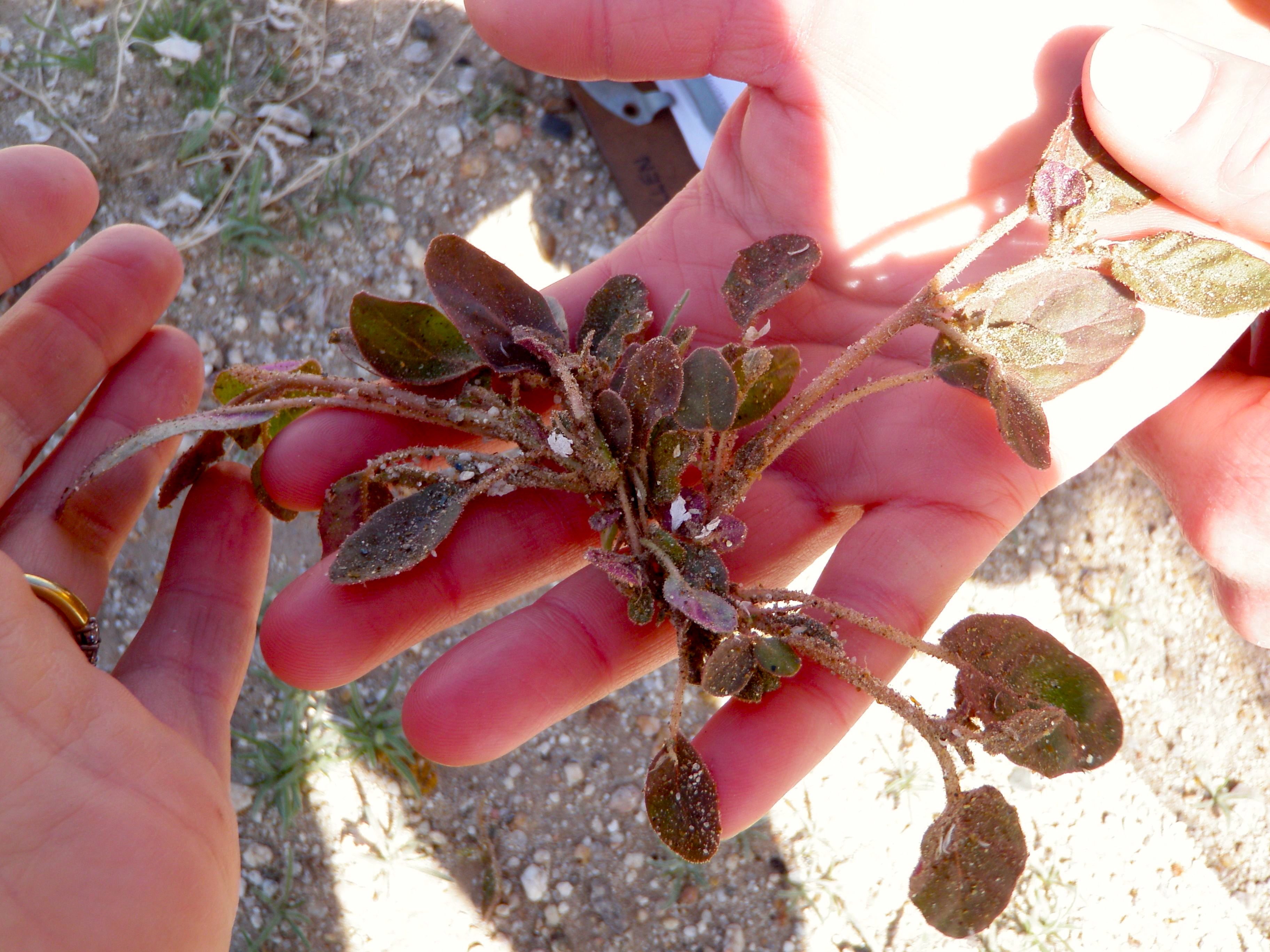 Allionia incarnata — parent species of Allionia incarnata var. incarnata