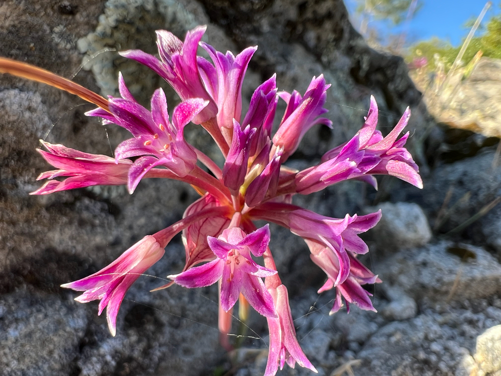 Allium abramsii (Abrams' allium), native California herb