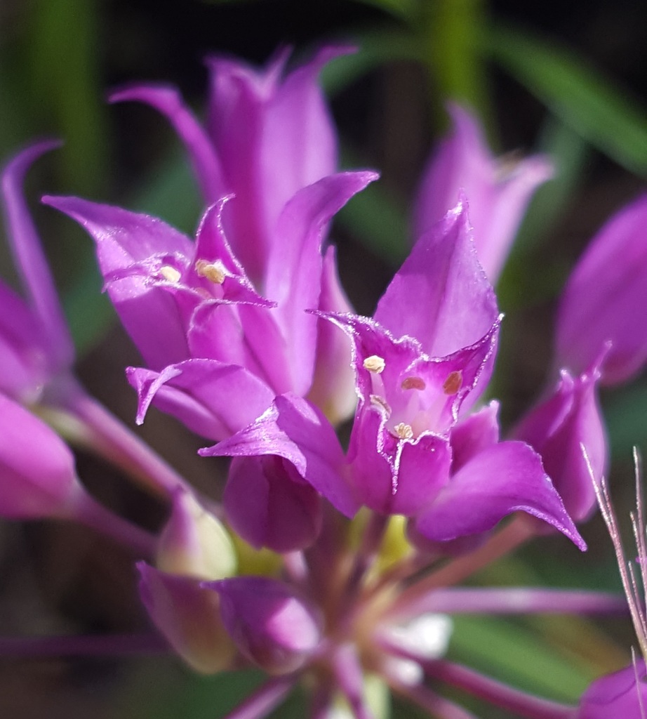 Allium acuminatum (Taper tipped onion), native California herb