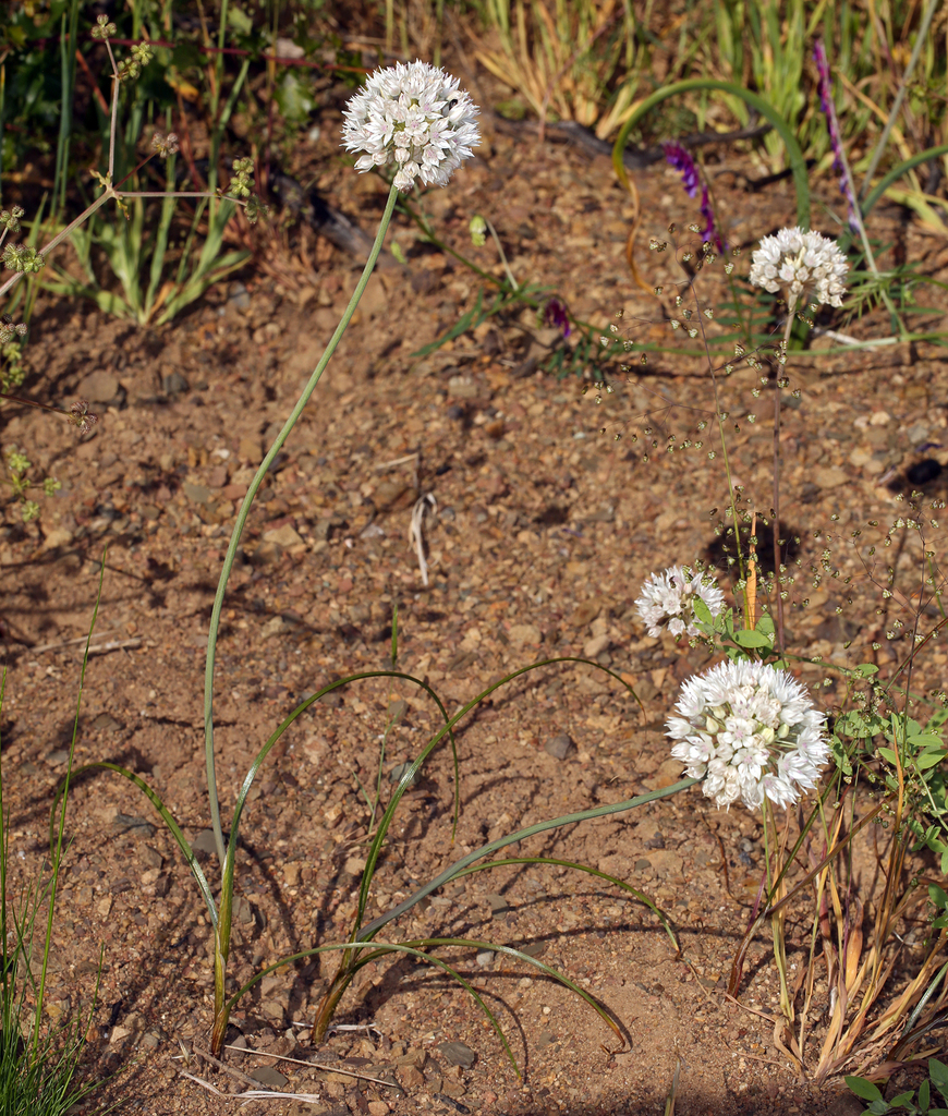 Allium amplectens (Narrow leaved onion), native California herb