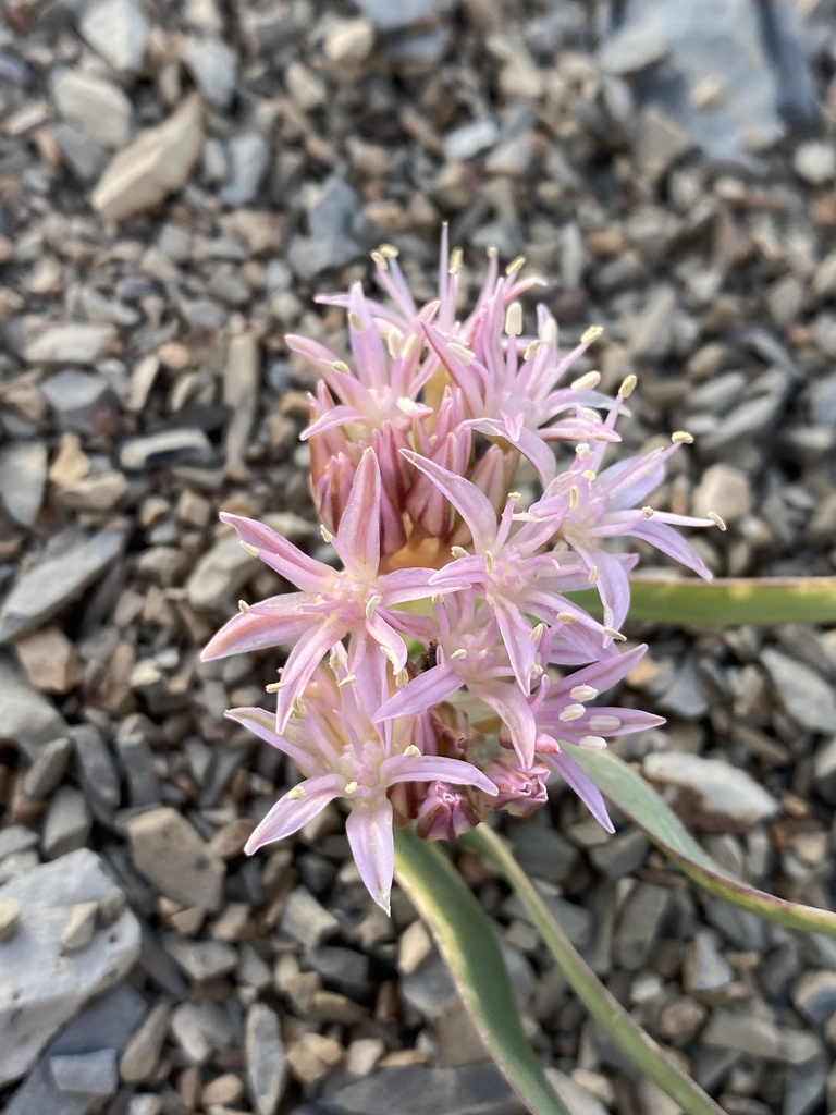 Allium anceps (Twin leaved onion), native California herb