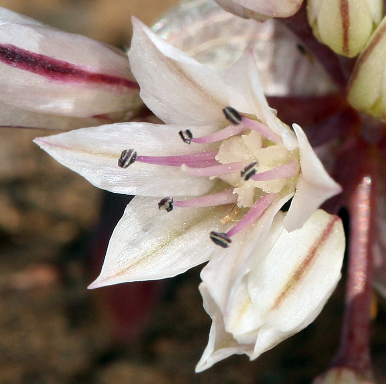 Allium atrorubens (Dark red onion), native California herb