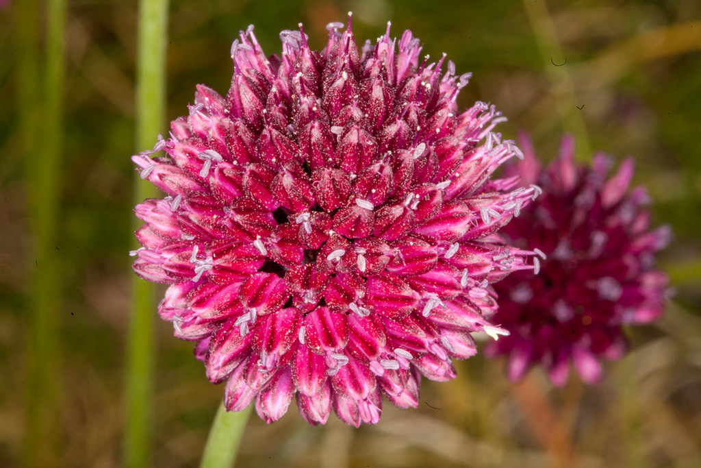 Allium bisceptrum (Twincrest onion), native California herb