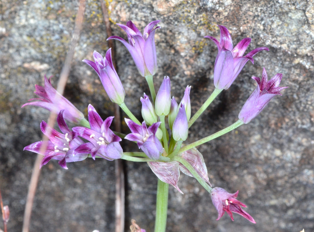 Allium bolanderi — parent species of Allium bolanderi var. mirabile