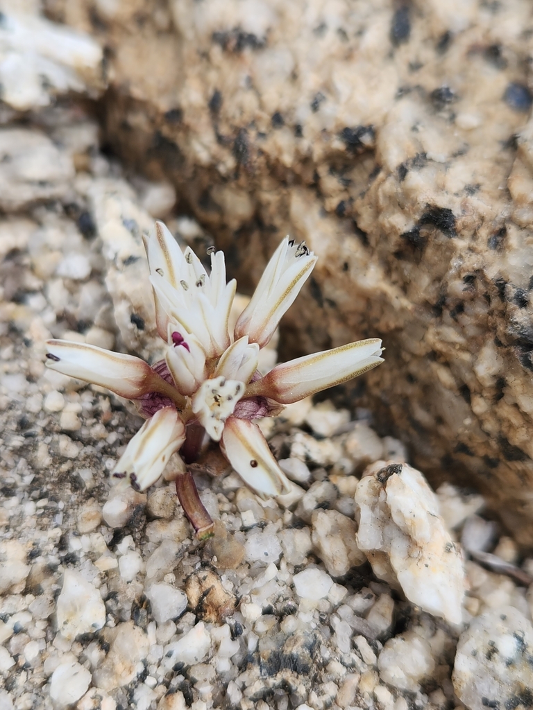 Allium burlewii (Burlew's onion), native California herb