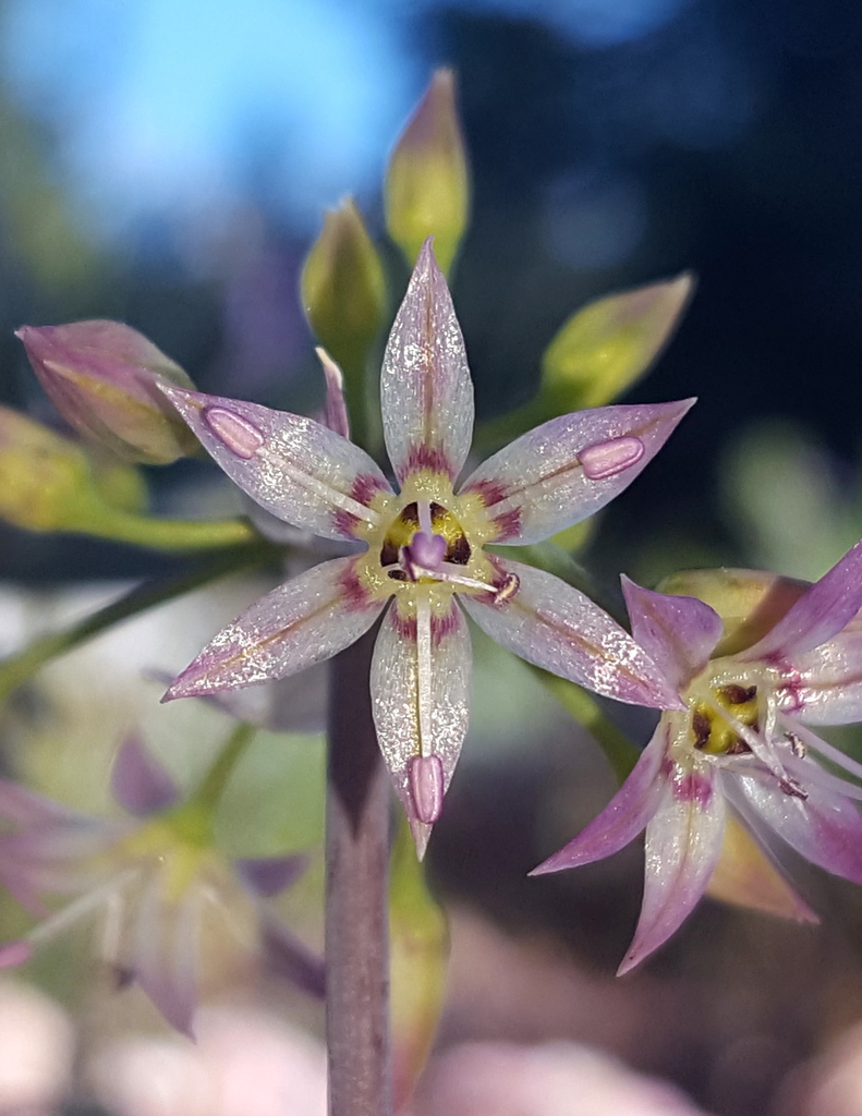 Allium campanulatum (Dusky onion), native California herb