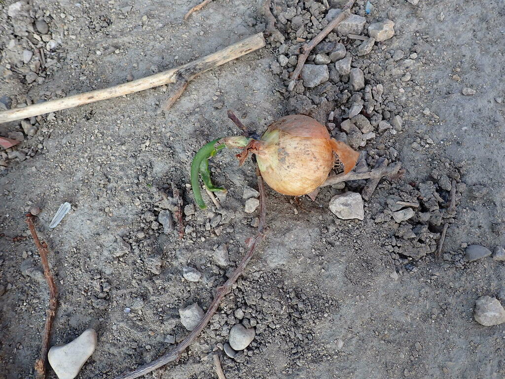 Allium cepa (Garden onion), non-native California herb