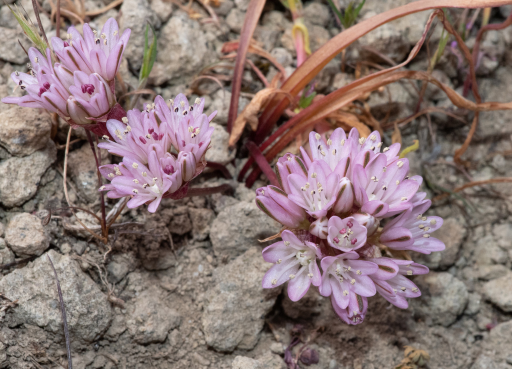 Allium cratericola (Cascade onion), native California herb