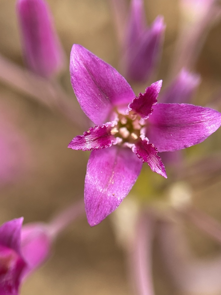 Allium crispum (Crinkled onion), native California herb