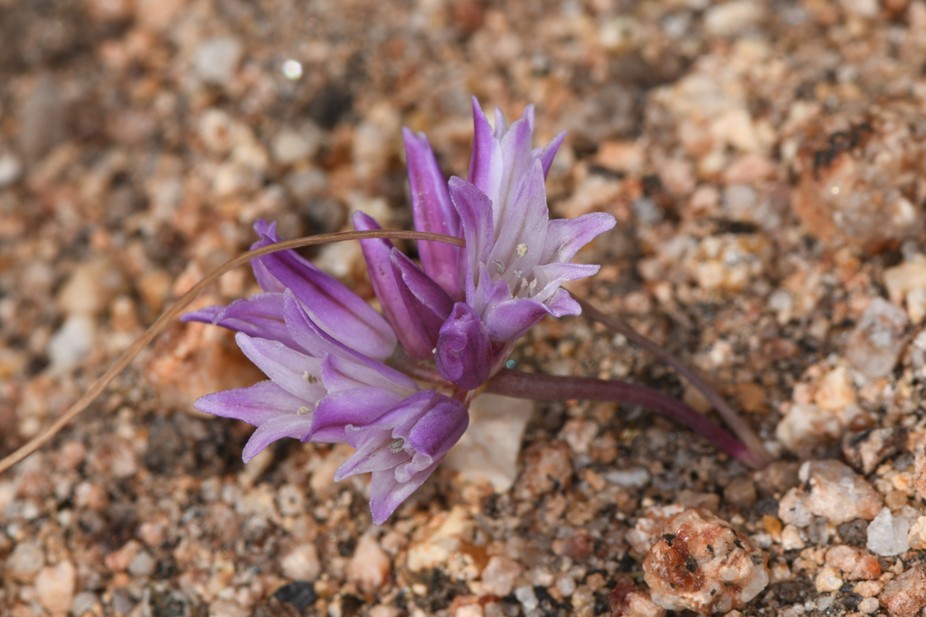 Allium denticulatum (Toothed onion), native California herb