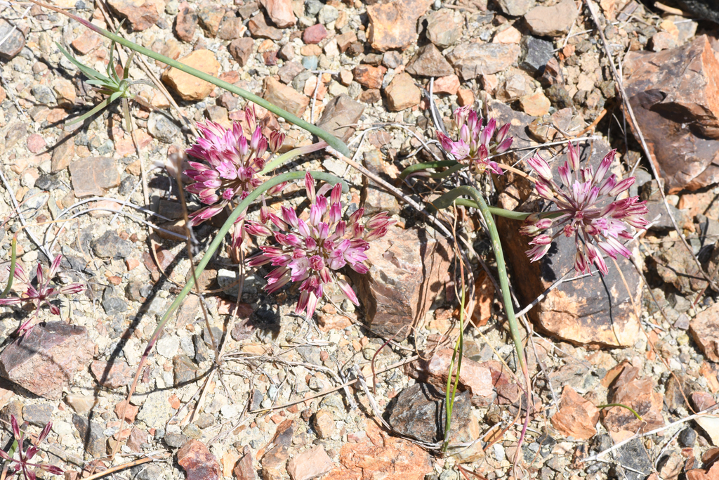 Allium diabolense (Diablo onion), native California herb