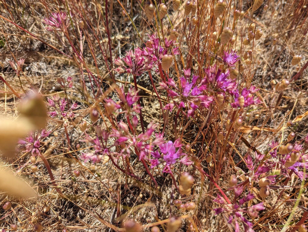 Allium dichlamydeum (Coast onion), native California herb