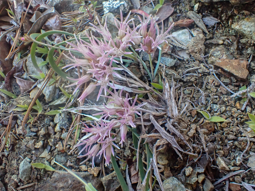 Allium falcifolium (Scytheleaf onion), native California herb