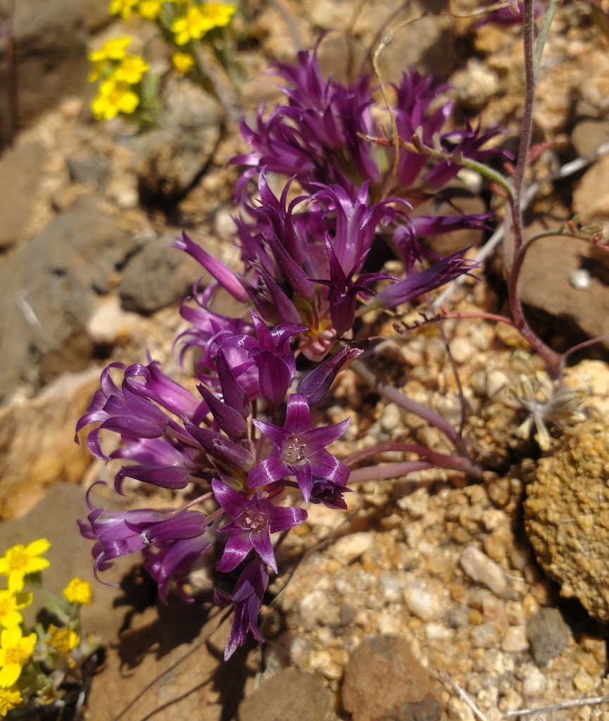 Allium fimbriatum — parent species of Allium fimbriatum var. purdyi