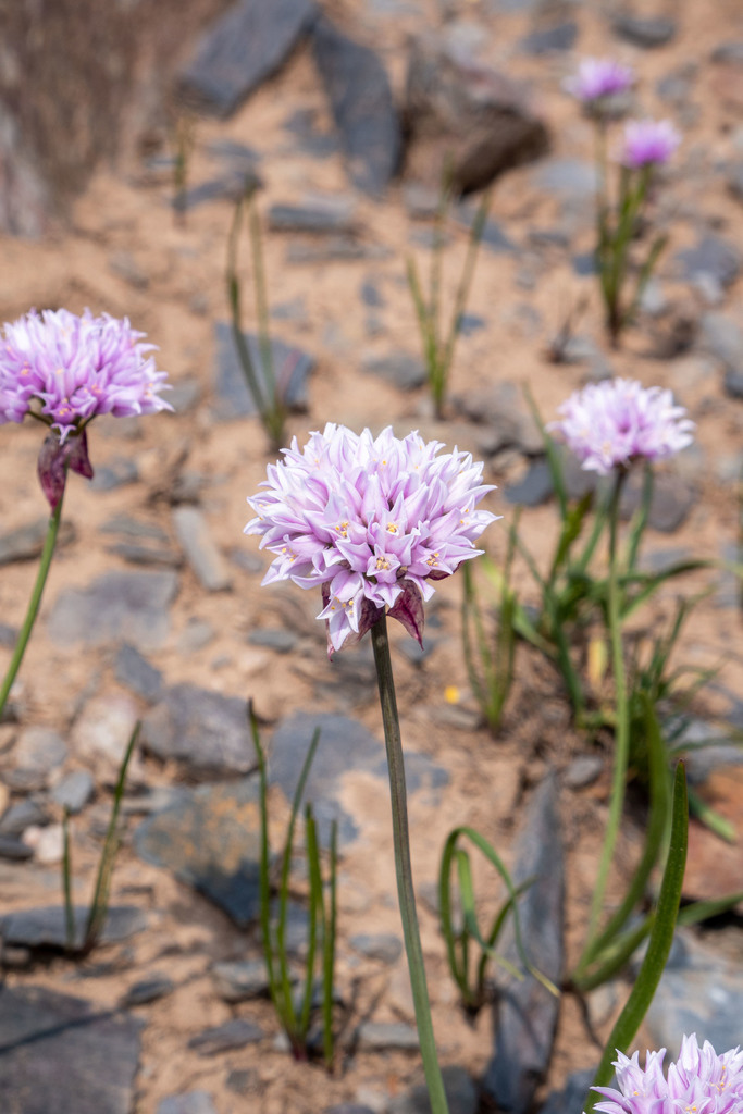 Allium geyeri var. tenerum (Bulbil onion), native California herb