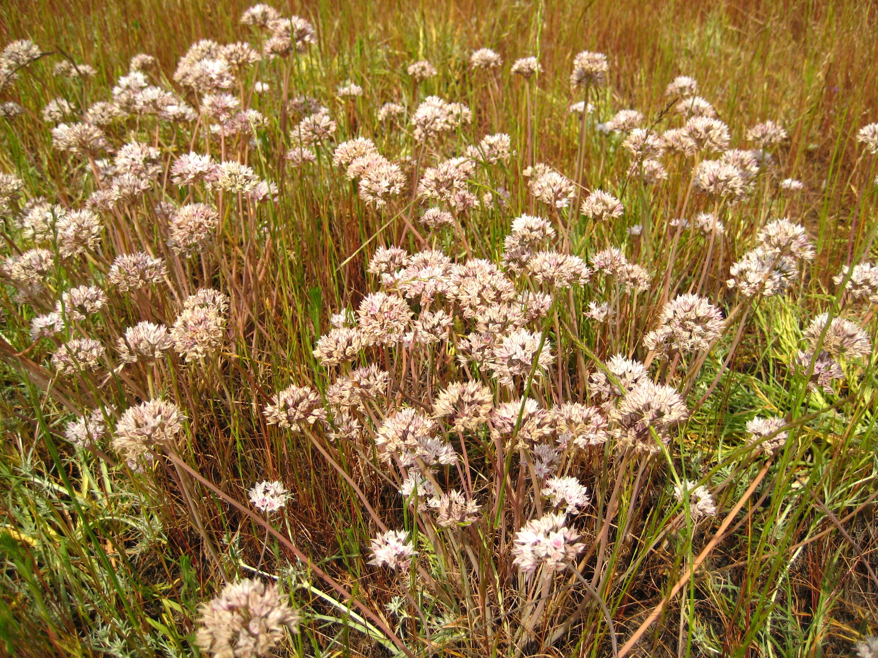 Allium haematochiton (Red skinned onion), native California herb