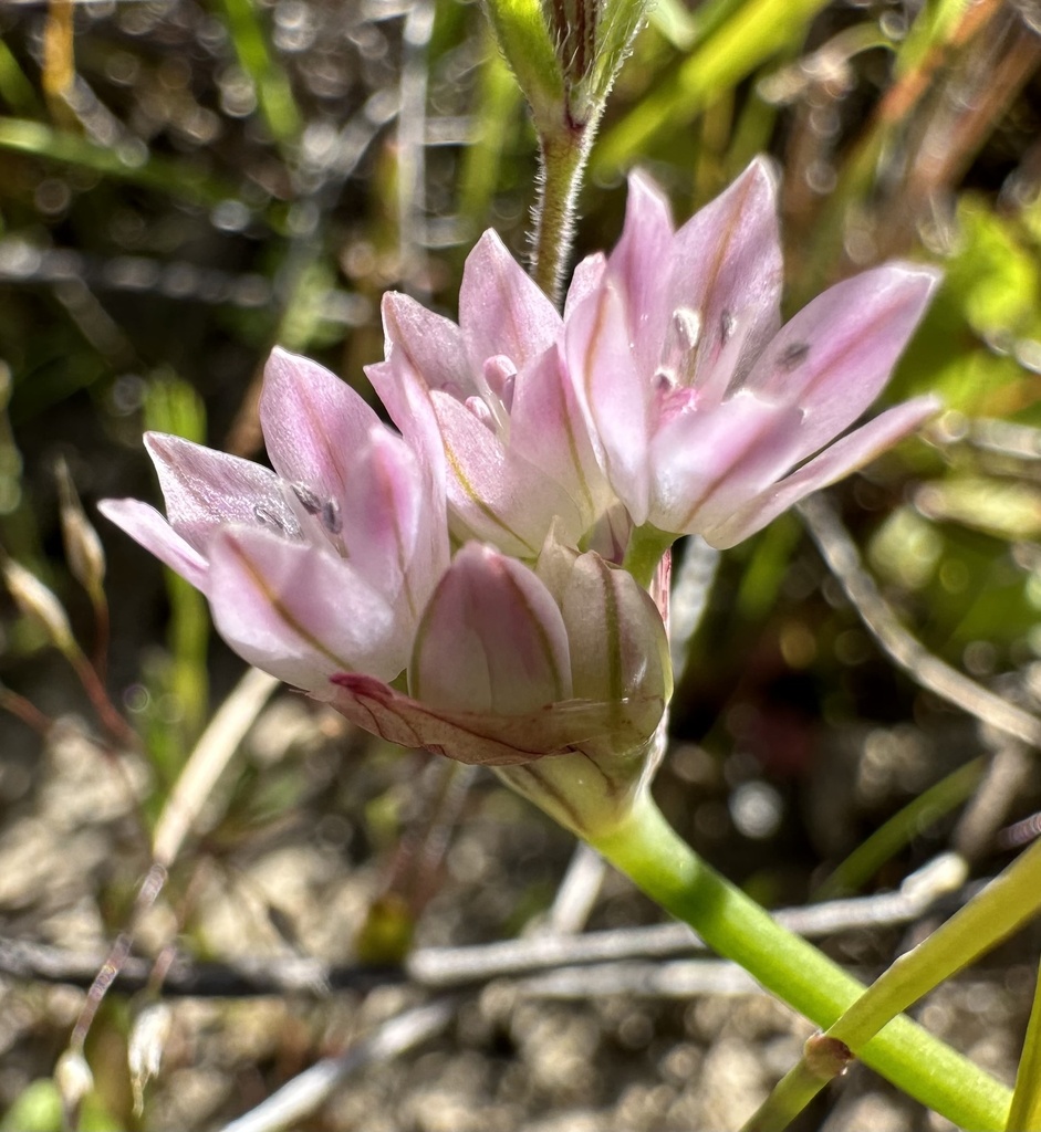 Allium hickmanii (Hickman's onion), native California herb