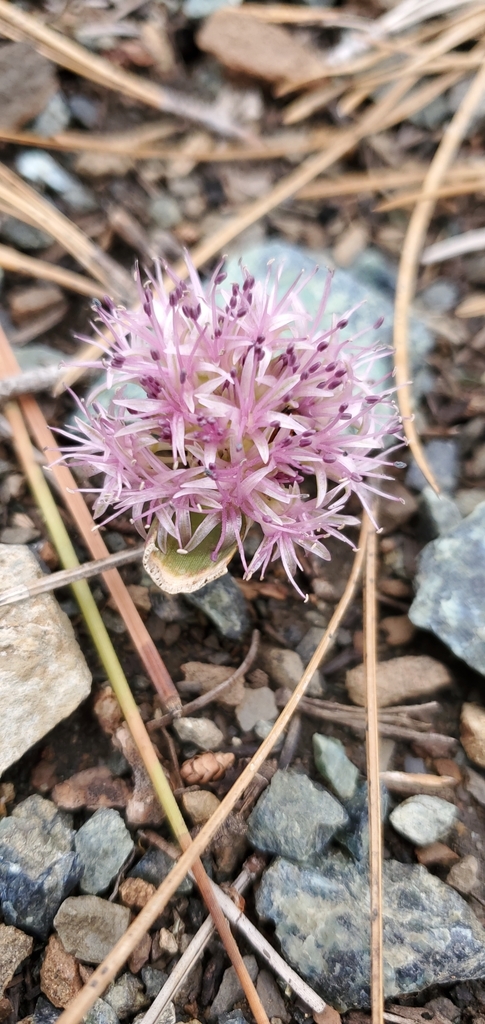 Allium hoffmanii (Beegum onion), native California herb