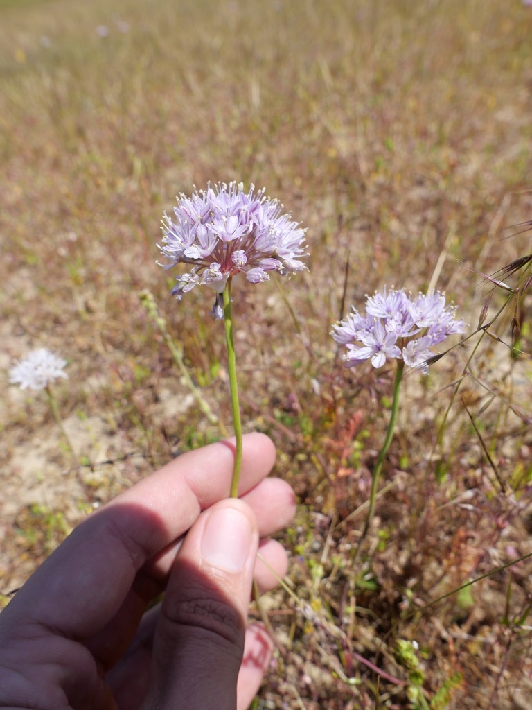 Allium howellii — parent species of Allium howellii var. howellii