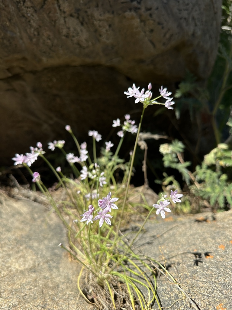 Allium hyalinum (Glassy onion), native California herb