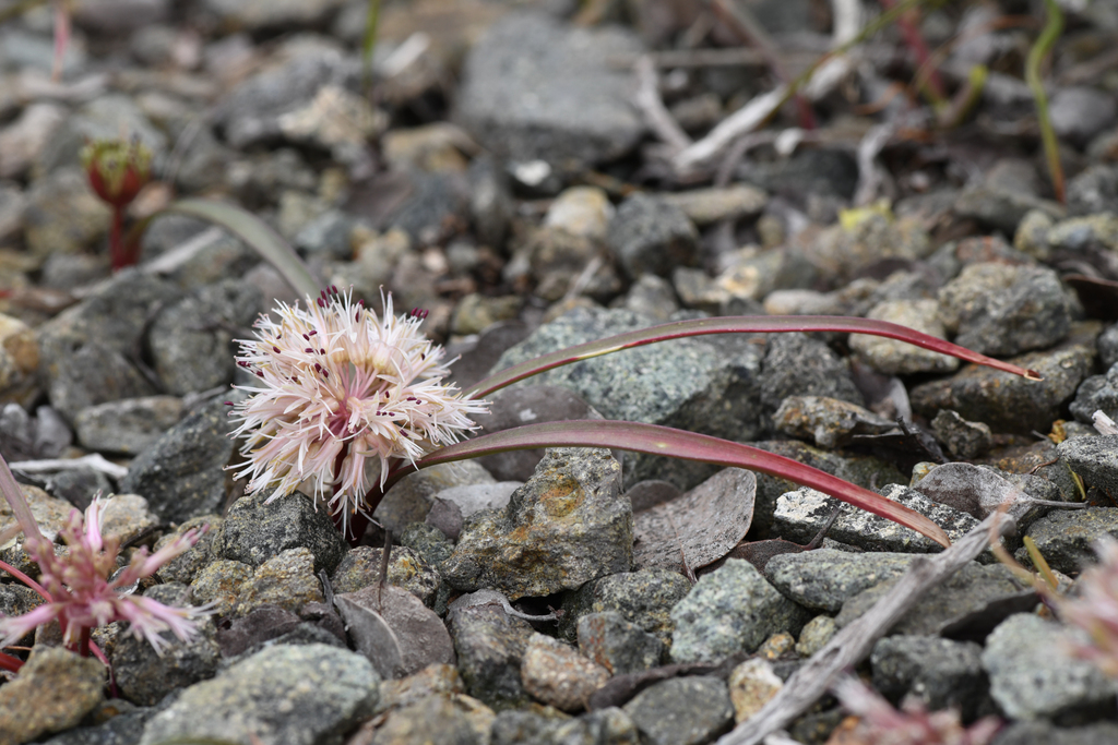 Allium incomptum (Minnesota mountain onion), native California perennial