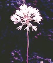 Allium jepsonii (Jepson's onion), native California herb