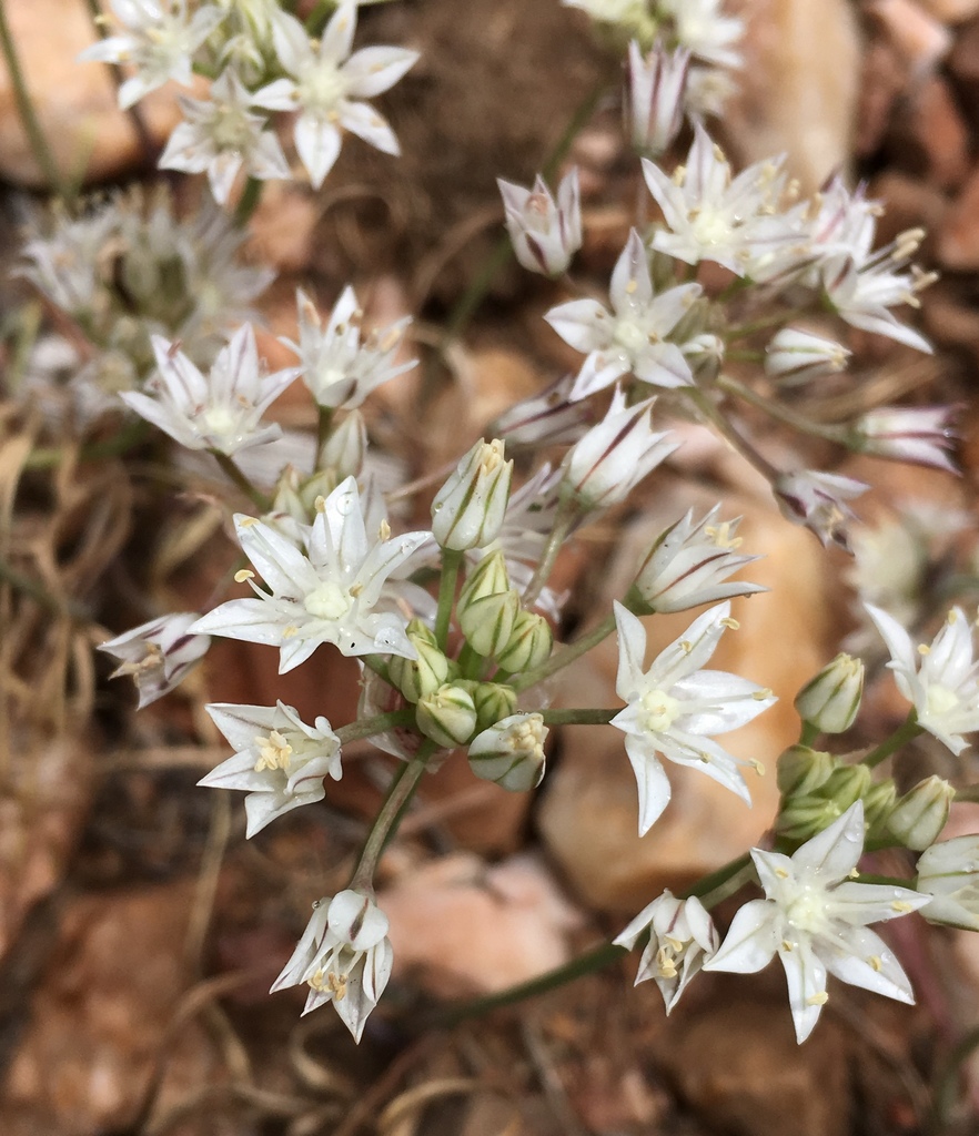 Allium lacunosum — parent species of Allium lacunosum var. micranthum