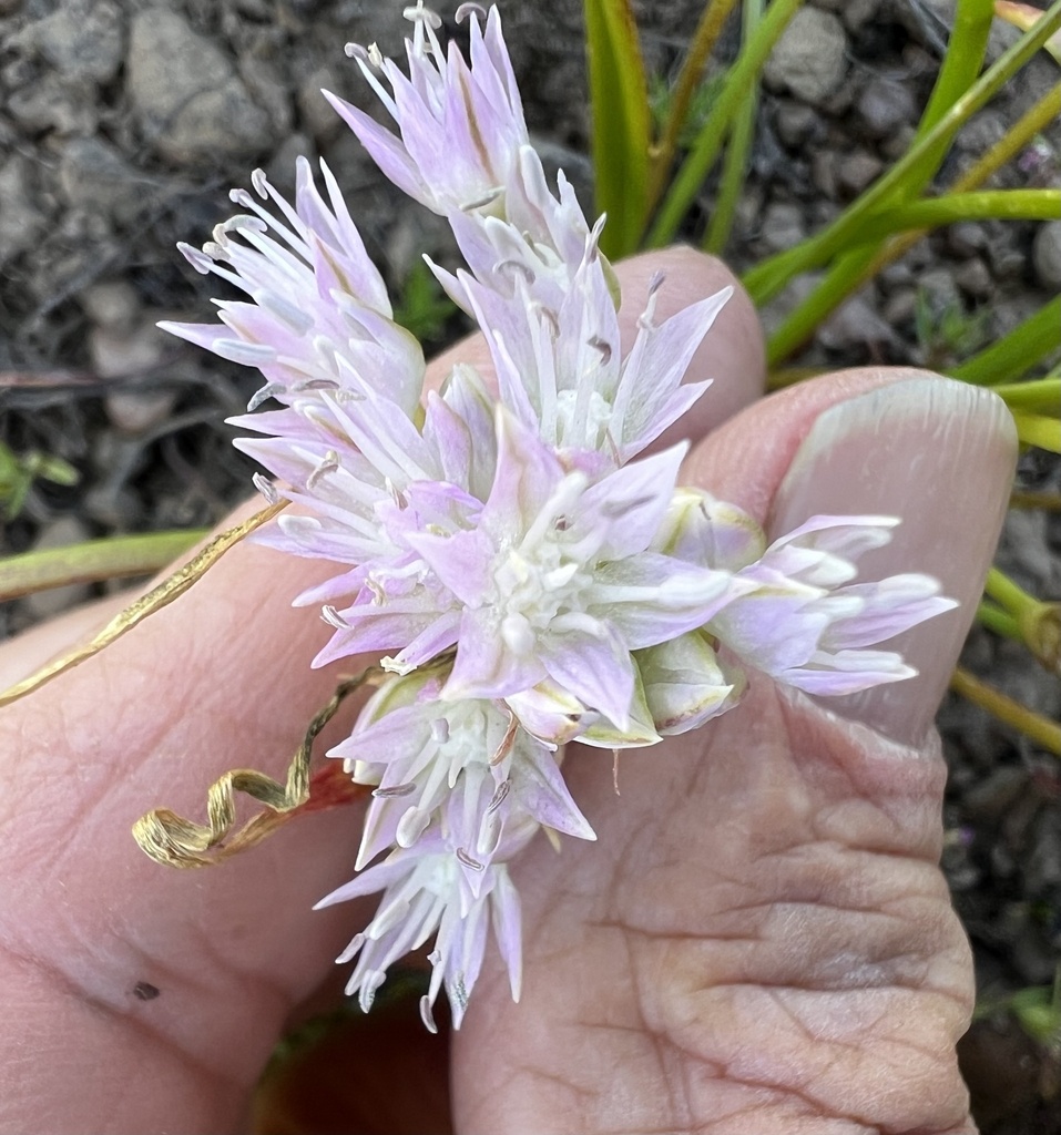 Allium lemmonii (Lemmon's onion), native California herb