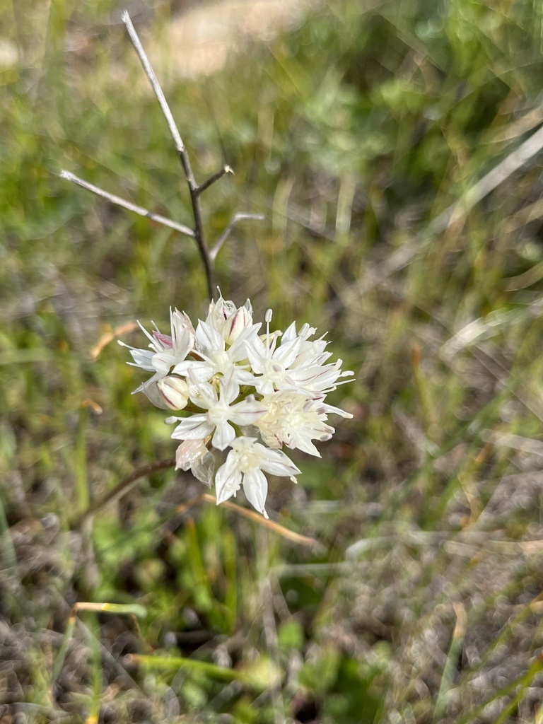 Allium marvinii (Yucaipa onion), native California perennial