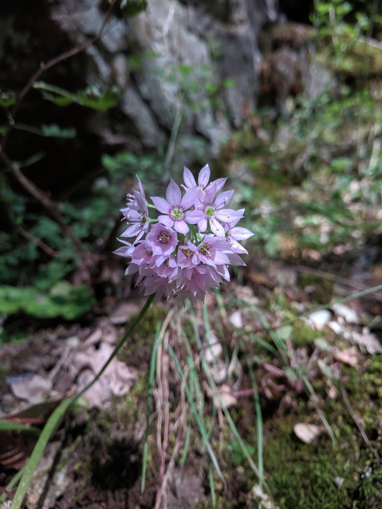 Allium membranaceum (Papery onion), native California herb