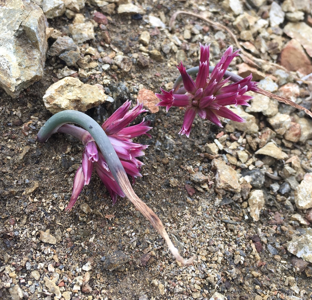 Allium monticola (San bernardino mountain onion), native California herb