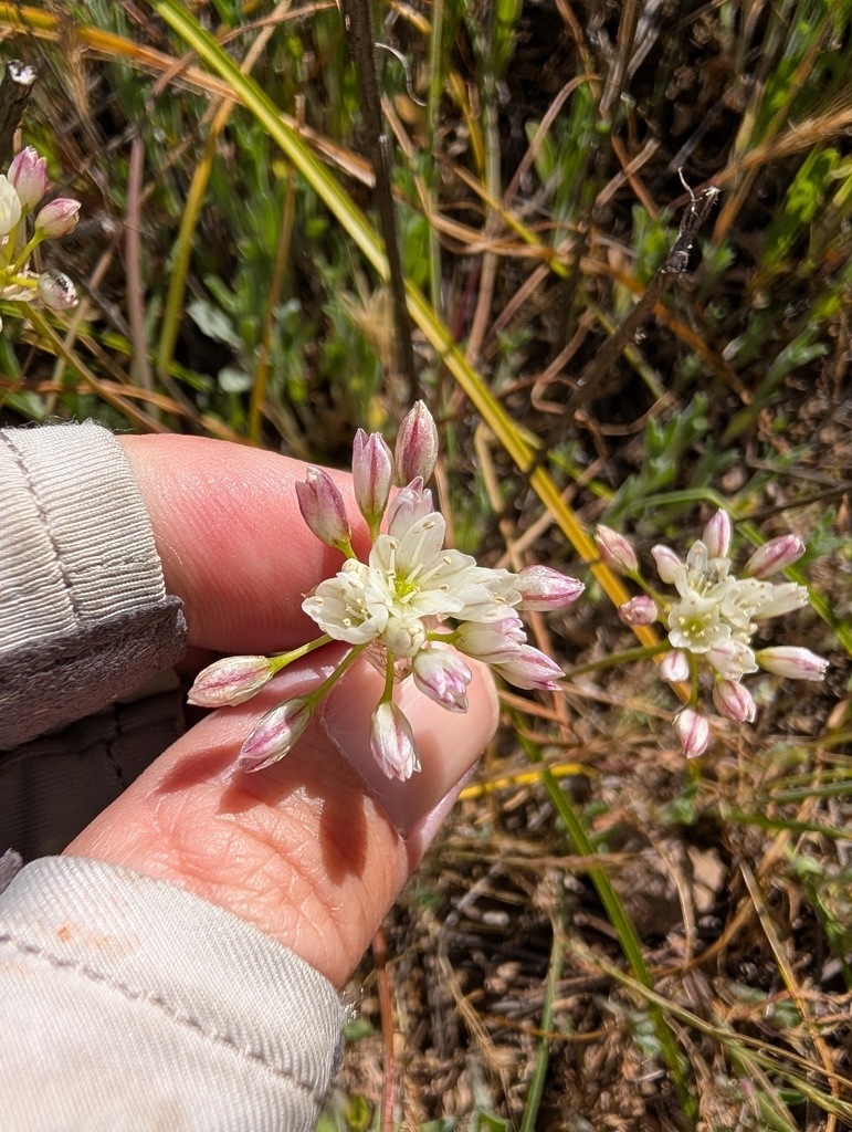Allium munzii (Munz's onion), native California herb