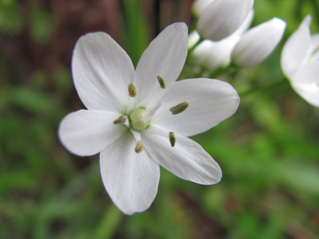 Allium neapolitanum (White garlic), non-native California herb