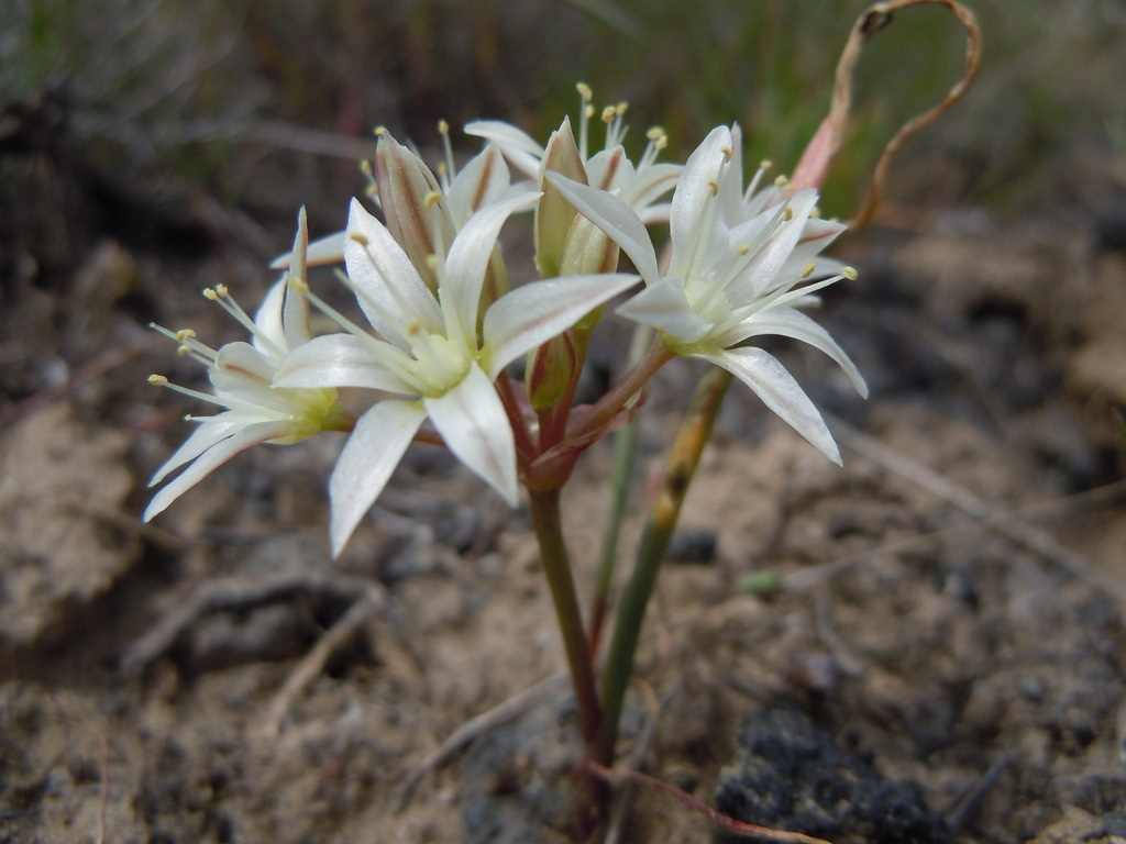Allium nevadense (Nevada onion), native California herb