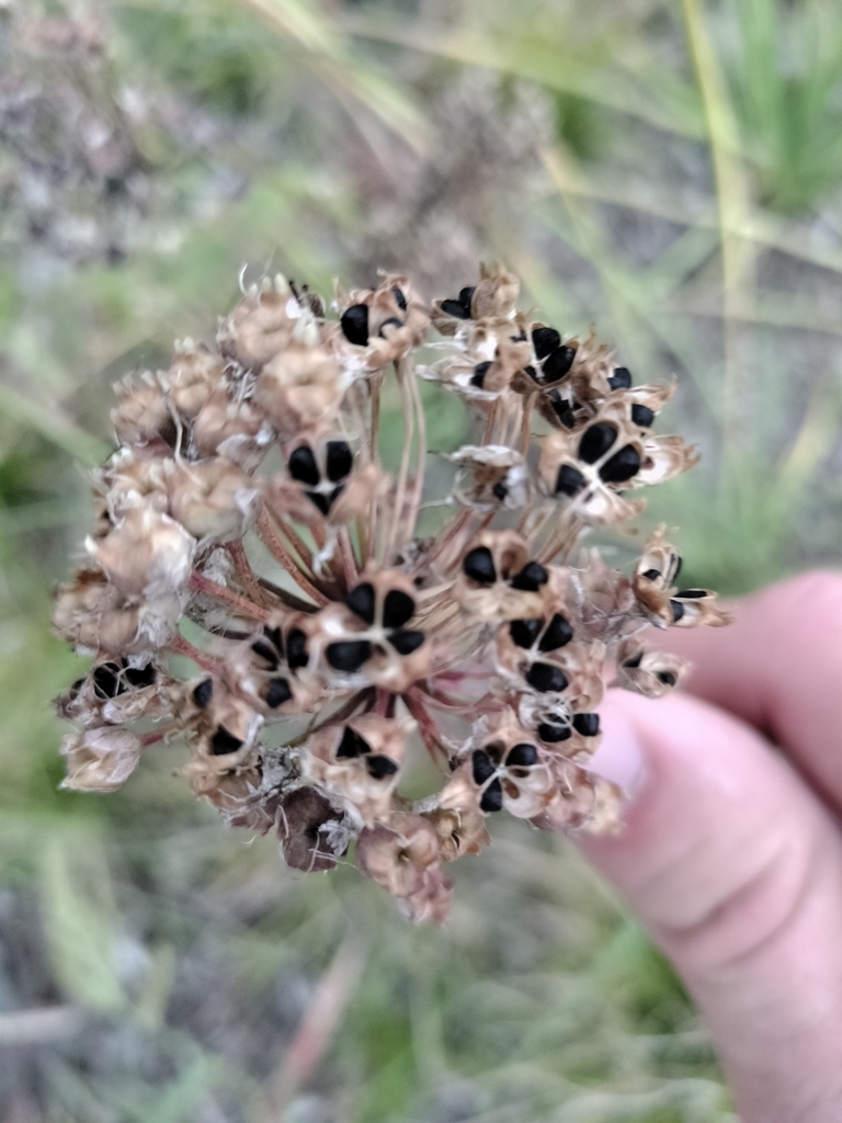 Allium obtusum — parent species of Allium obtusum var. obtusum