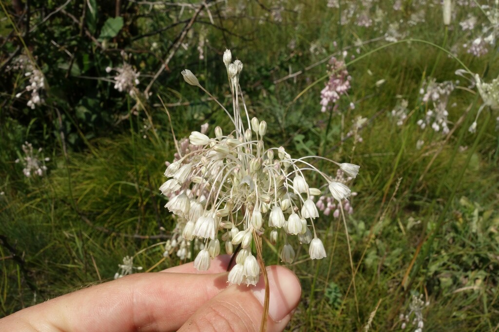 Allium paniculatum var. paniculatum (Panicled onion), non-native California perennial