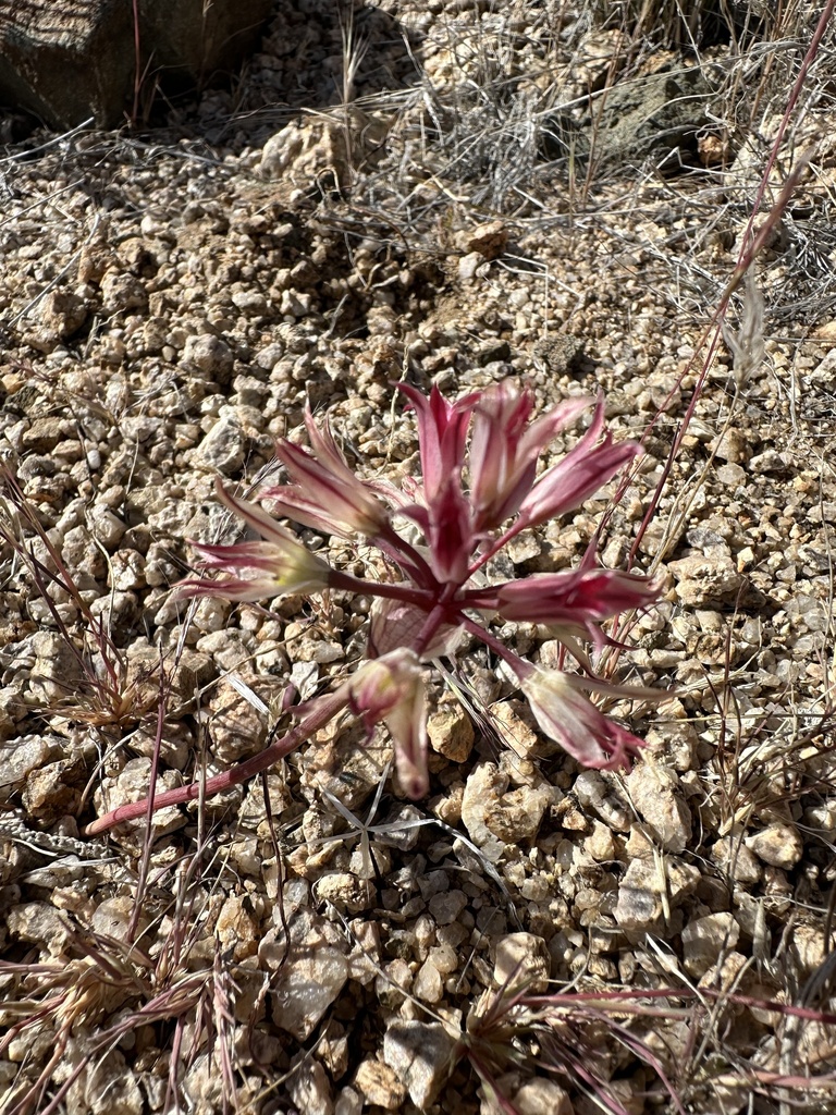 Allium parishii (Parish's onion), native California herb