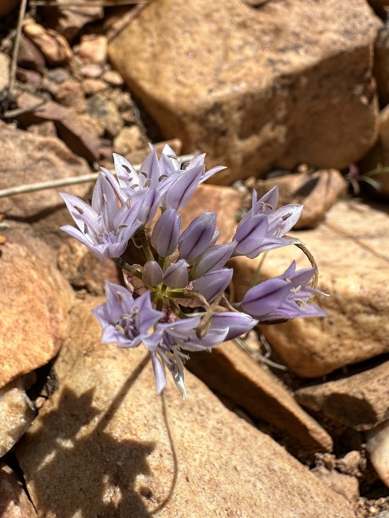 Allium parryi (Parry's fringed onion), native California herb