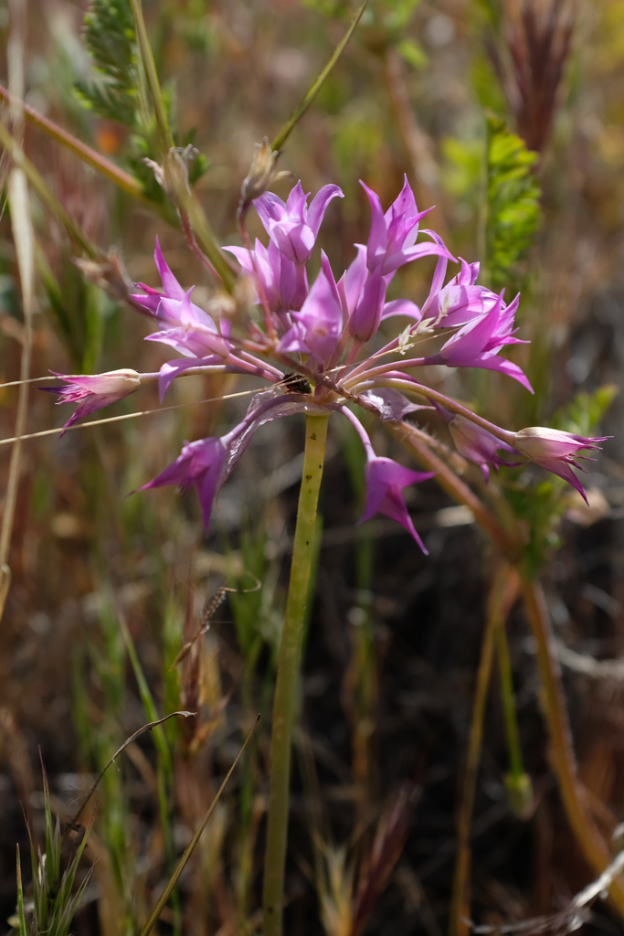 Allium peninsulare — parent species of Allium peninsulare var. franciscanum