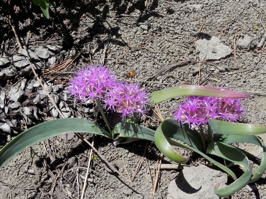Allium platycaule (Broad stemmed onion), native California herb