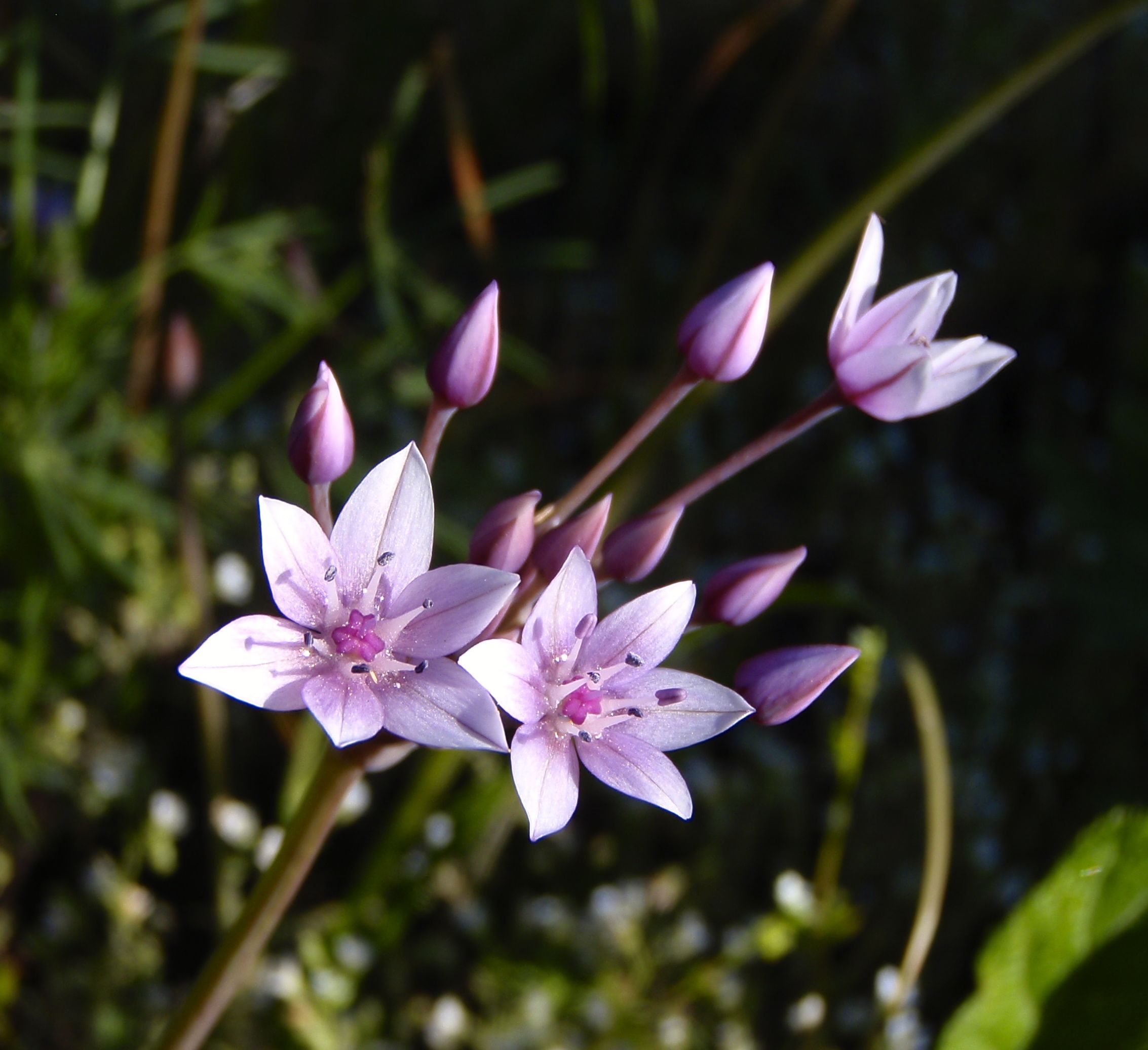 Allium praecox (Early onion), native California herb